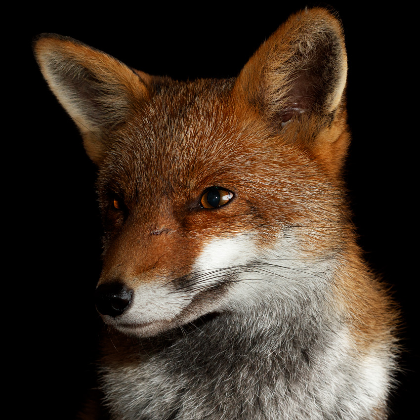 0311220211220241.jpg - Portrait of Lopa the vixen