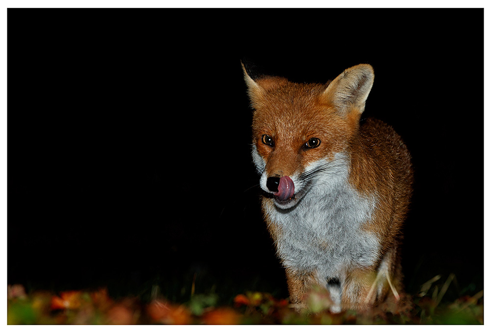 0311230311231525.jpg - Male fox #2