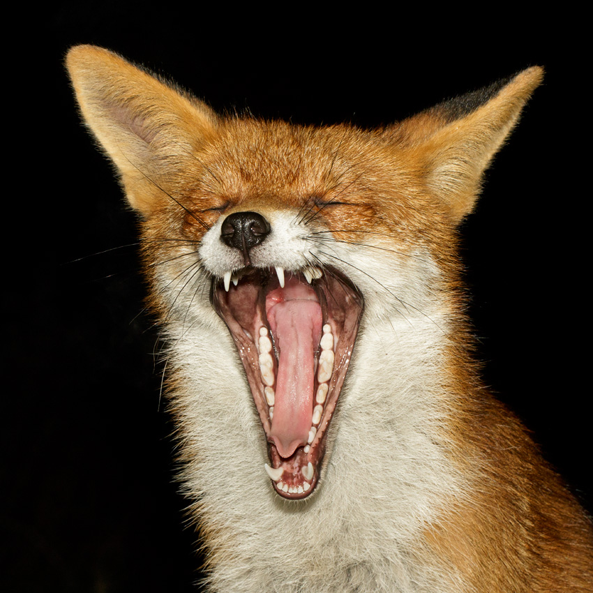 0312170312170984.jpg - Pretty Vixen yawning