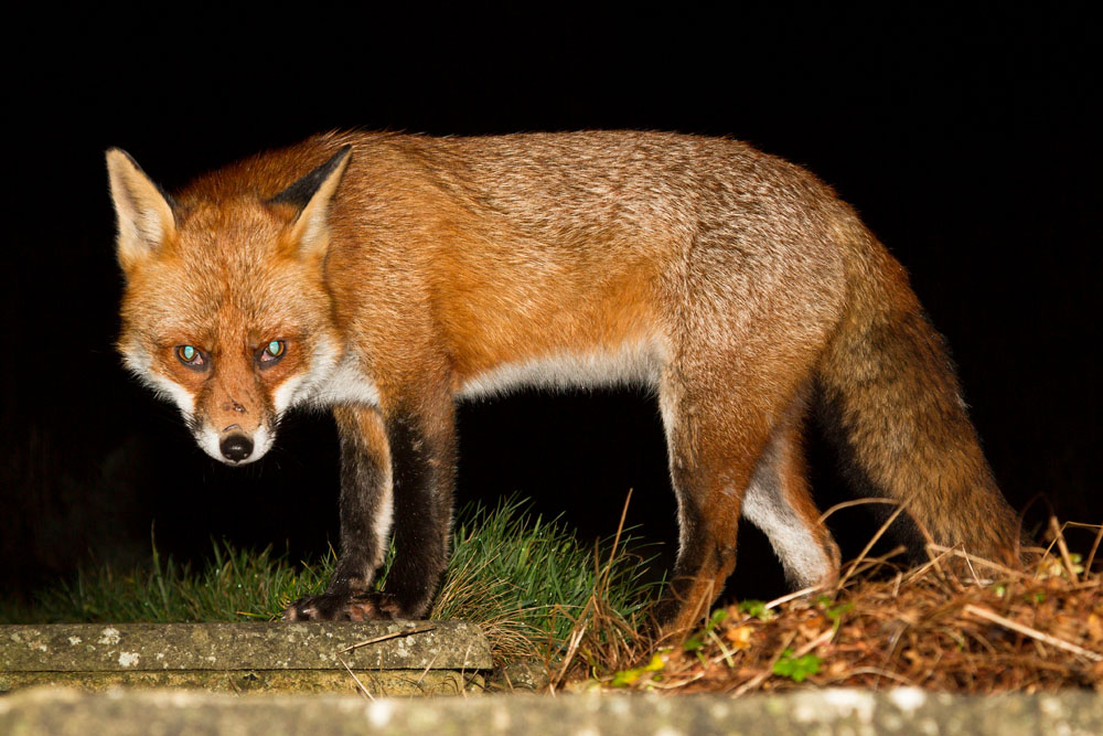 0401130301132423.jpg - Mature male fox (Vulpes vulpes) standing on stone path in a garden and displaying distinctive pale blue eye-shine caused by light reflecting on the tapetum lucidum which is behind the retina and amplifies light enabling good night vision. East Sussex.