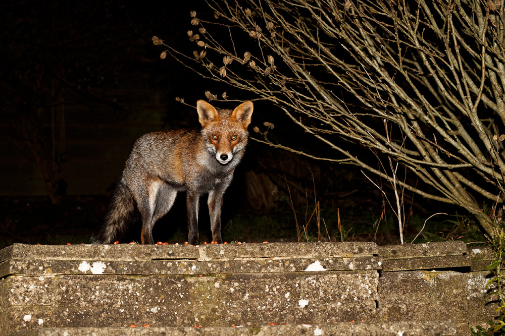 0401190401196074.jpg - Wolfy in the garden at night