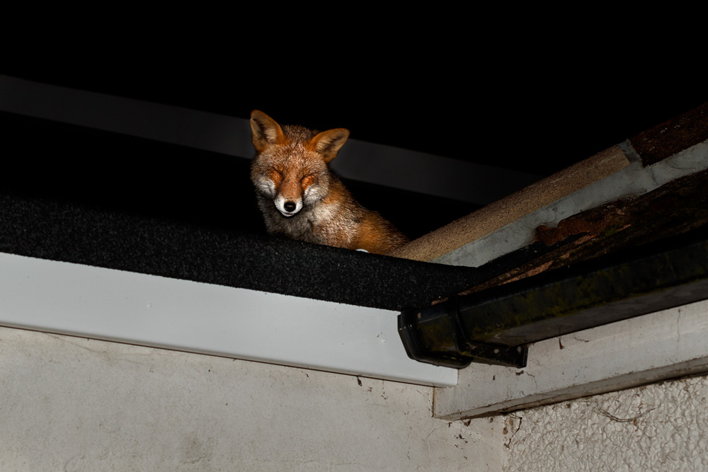 0401200301203188.jpg - Wolfy on the garage roof