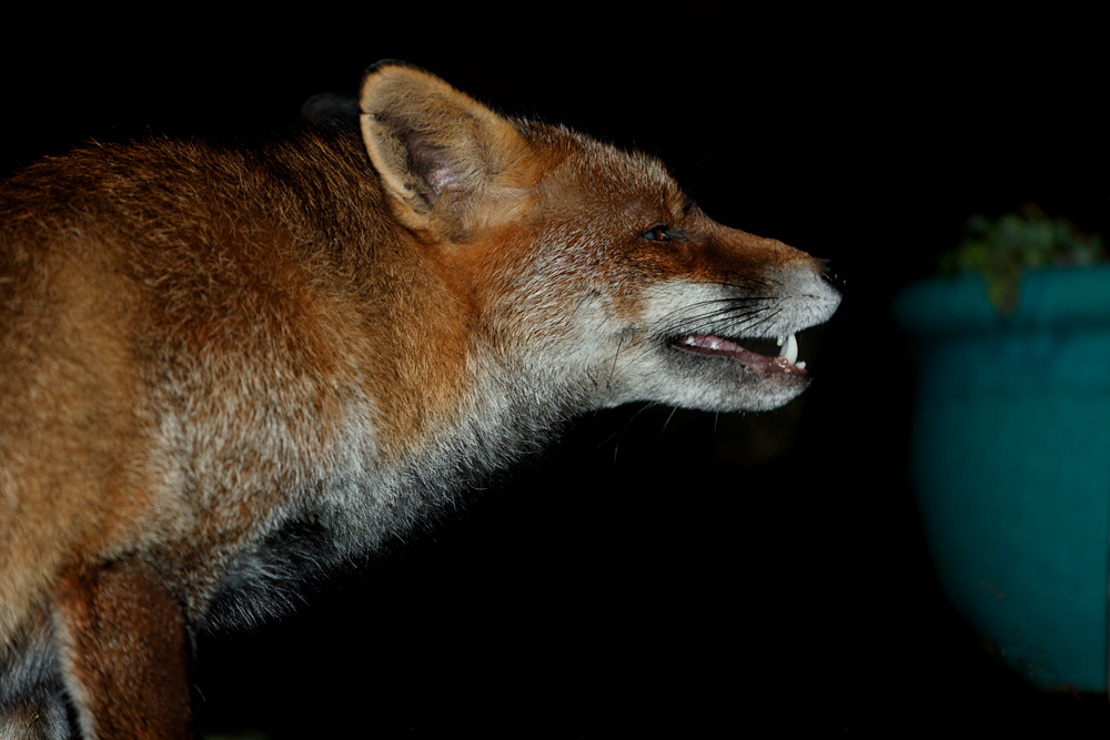 0401213112202467.jpg - Wolfy and flower pot