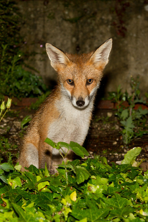 0402130707128460.jpg - Fox cub (Vulpes vulpes) sitting in the corner of a garden.