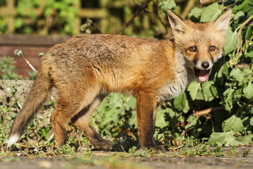 0402172605139055.jpg - Fox cub standing with open mouth