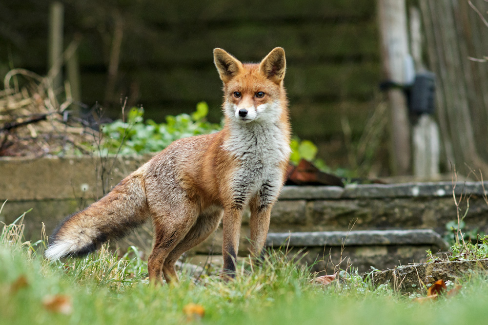 0402180302185469.jpg - Pretty Vixen in the garden