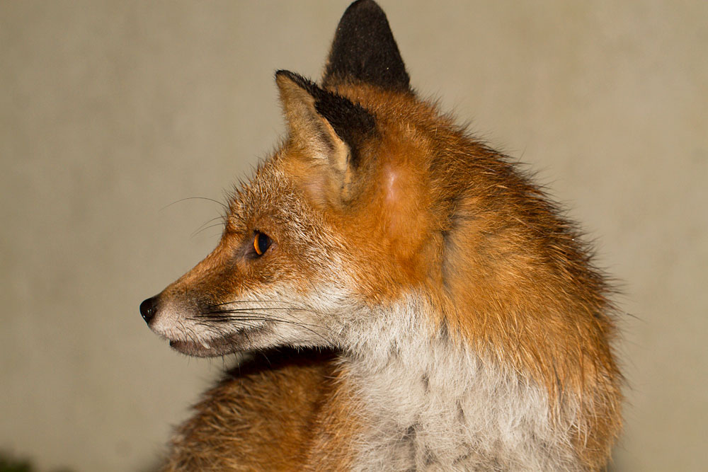 0403140303143820.jpg - Fox in garden