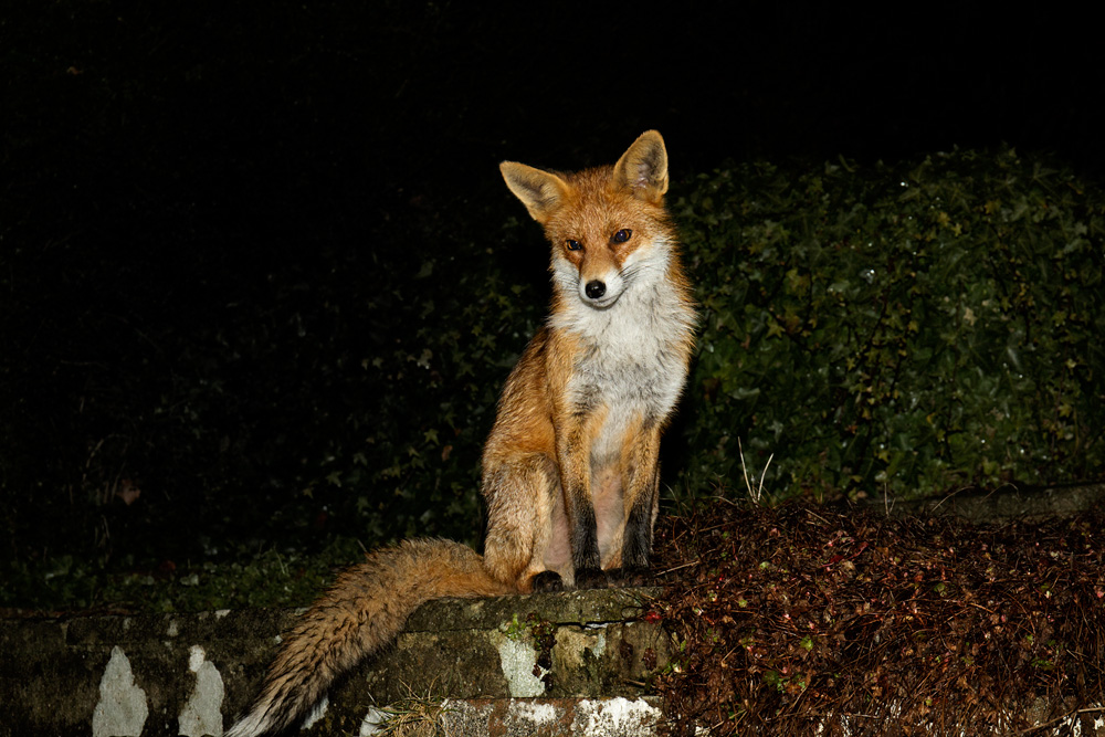 0403180403189059.jpg - Pretty Vixen after the thaw