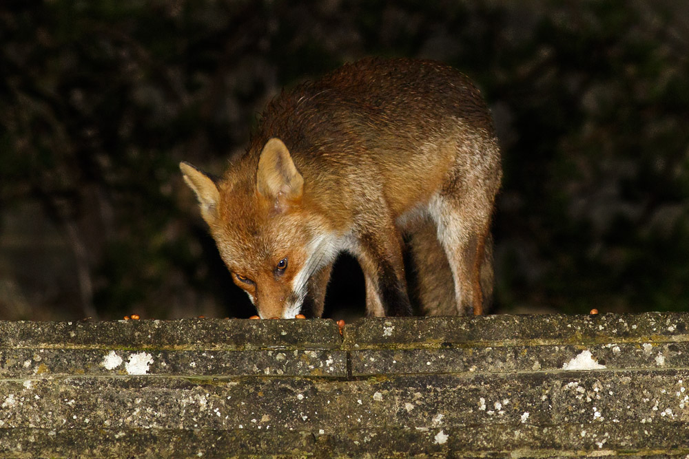 0404160304160856.jpg - Fox in the garden