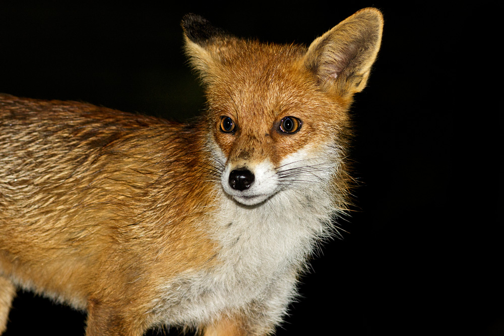 0404180204180352.jpg - Portraits of the Pretty Vixen