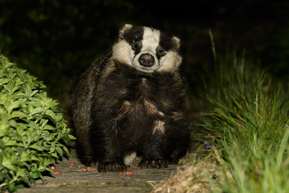 0405150405150681.jpg - Badger in garden (male #1)