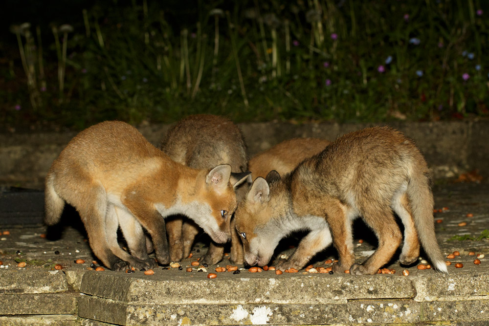 0405170305179649.jpg - Four fox cubs gather round