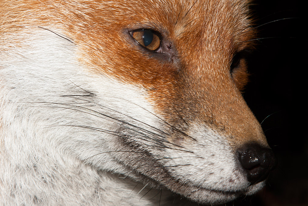 0406163010099435.jpg - Fox portrait