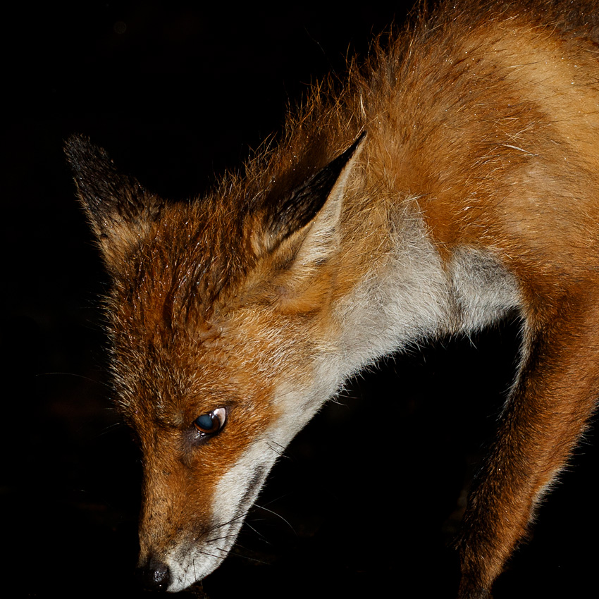 0406200406203298.jpg - Wolfy the vixen