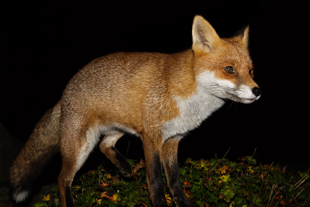 0407161511091201.jpg - Fox at Night