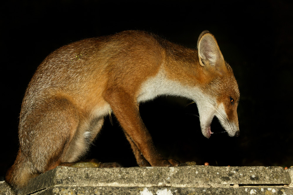 0407170407175469.jpg - Fox cub portrait
