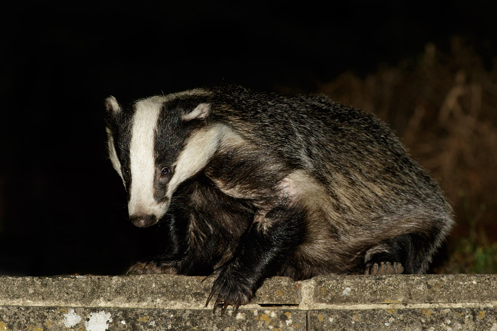 0408153007150707.jpg - Badger in garden