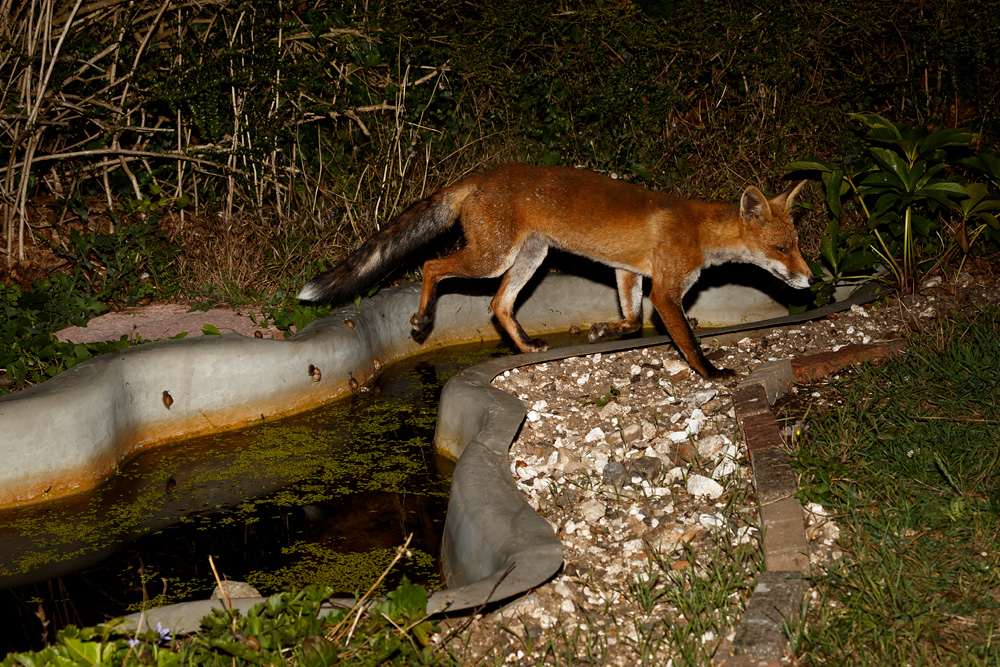 0408190408194565.jpg - Wolfy crossing the pond