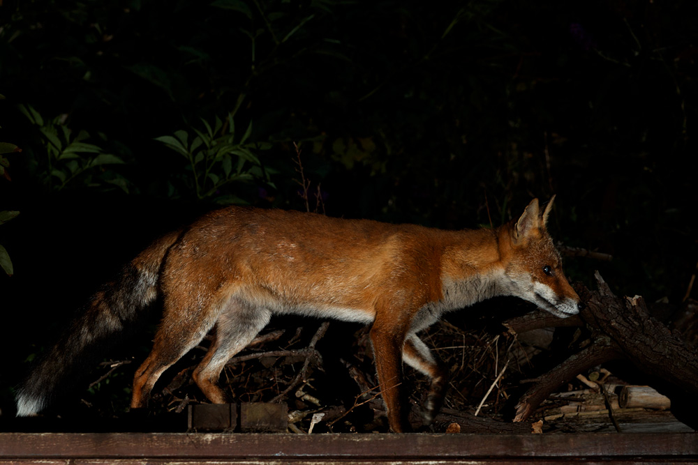 0408200408200815.jpg - Wolfy the vixen