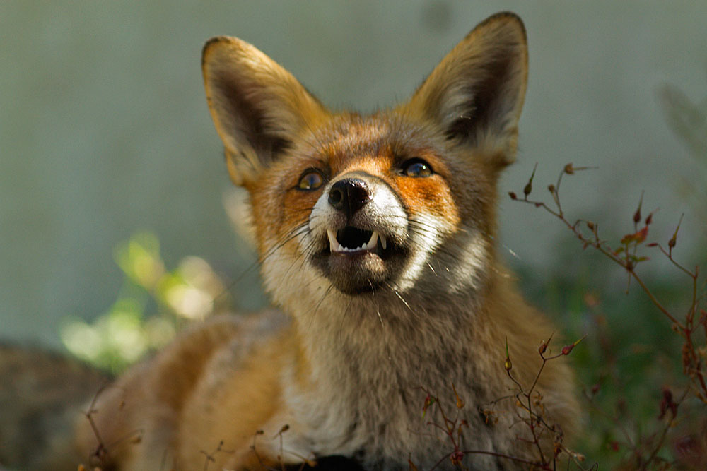 0409130209133618.jpg - Fox relaxing on a wall