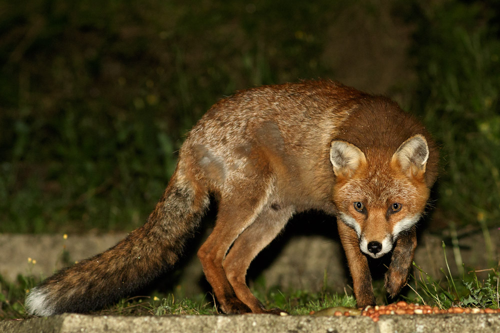 0409160409162408.jpg - Fox in garden