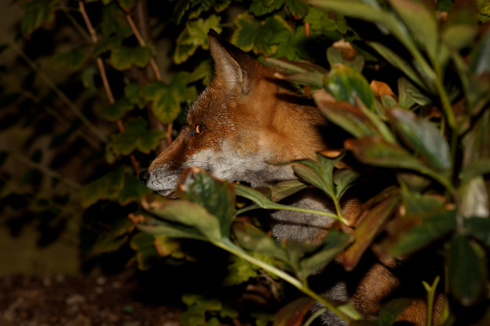 0409190409198190.jpg - Wolfy at night