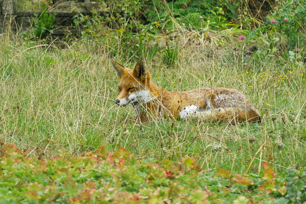 0409220209221527.jpg - Big White Tip fox