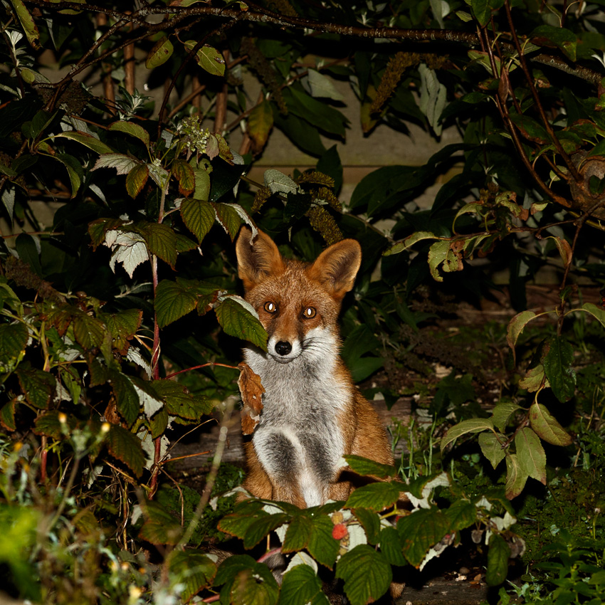 0410190510190368.jpg - Fox number 3