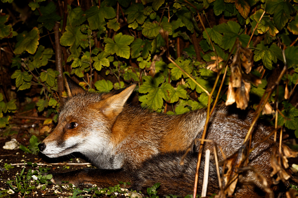0411190211191757.jpg - Wolfy relaxing by a shrub