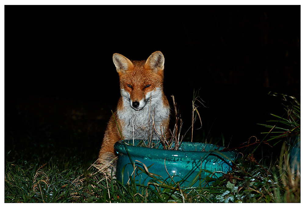 0411230311231504.jpg - Male fox #2 (nick)