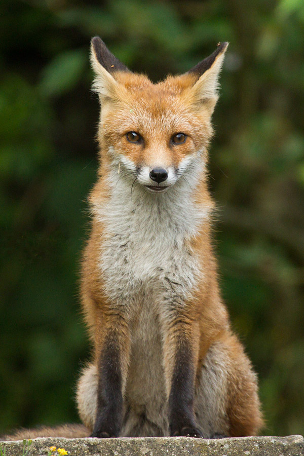 0412151507131286.jpg - Young fox