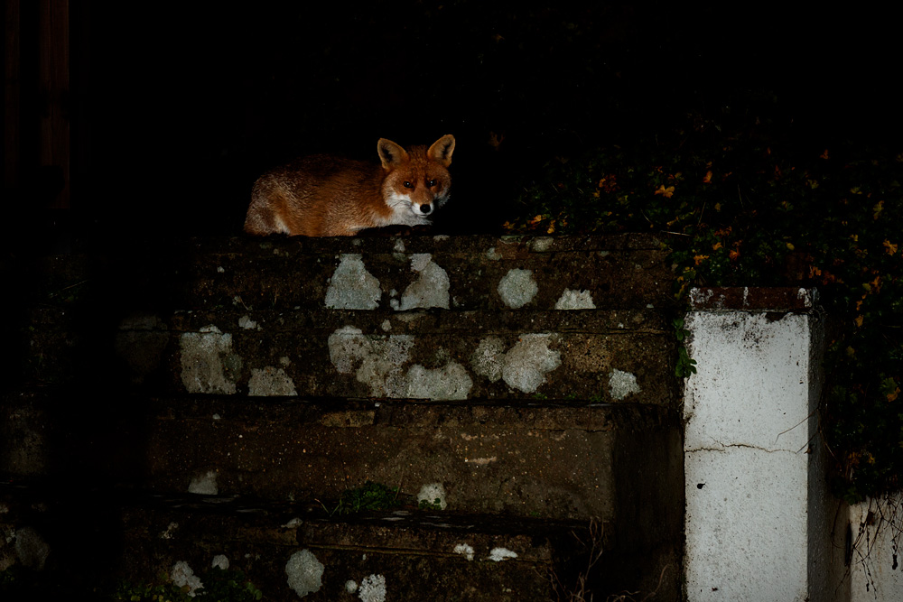 0412222911221136.jpg - Stumpy the vixen at night