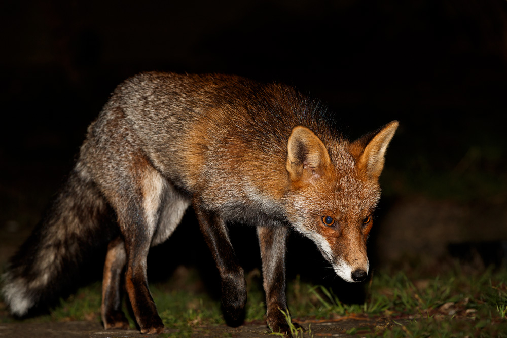 0501190401196042.jpg - Wolfy in the garden at night
