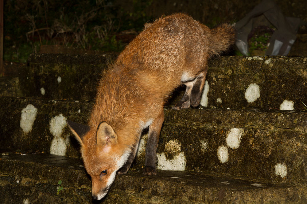 0502150802140356.jpg - Fox descending garden steps