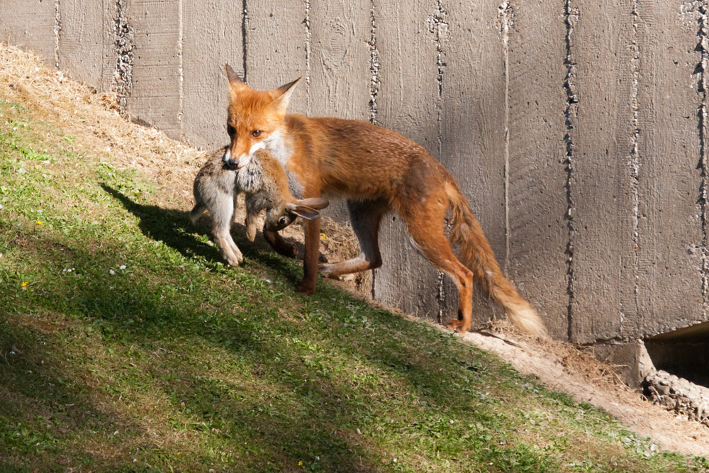 0502162205093589.jpg - Vixen and rabbit by a bridge on the University of Sussex campus.
