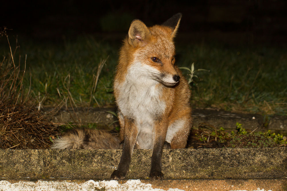 0503140403144153.jpg - Fox in garden