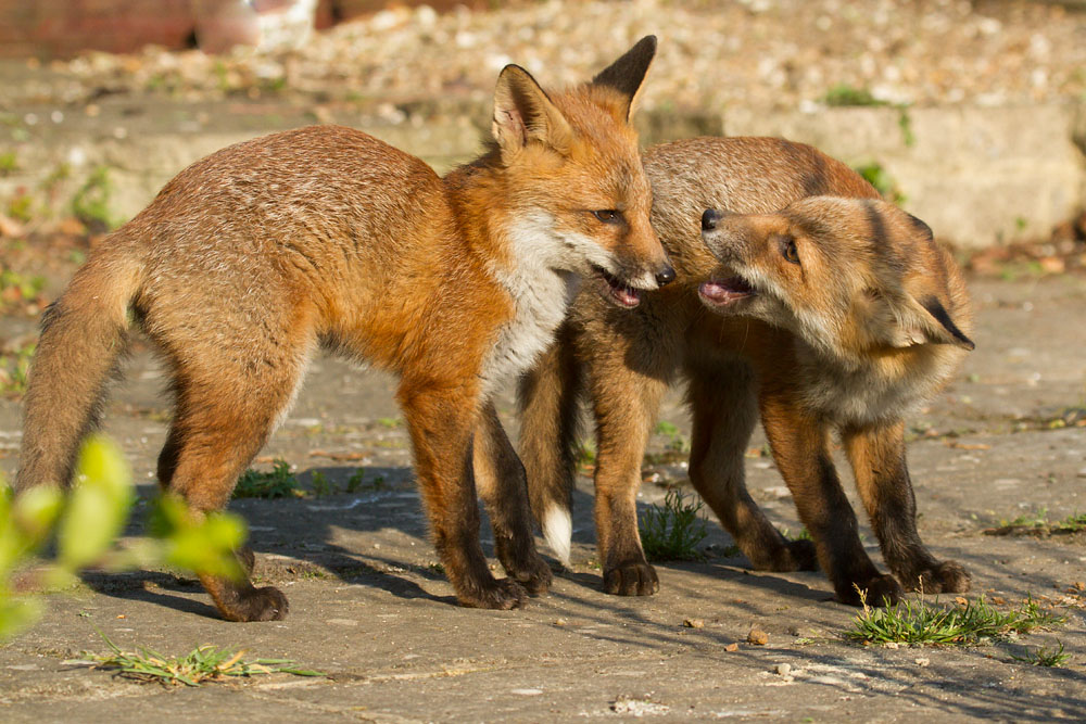 0504142705139695.jpg - Two fox cubs on the patio