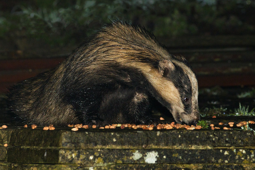 0504150404158223.jpg - Badger in garden