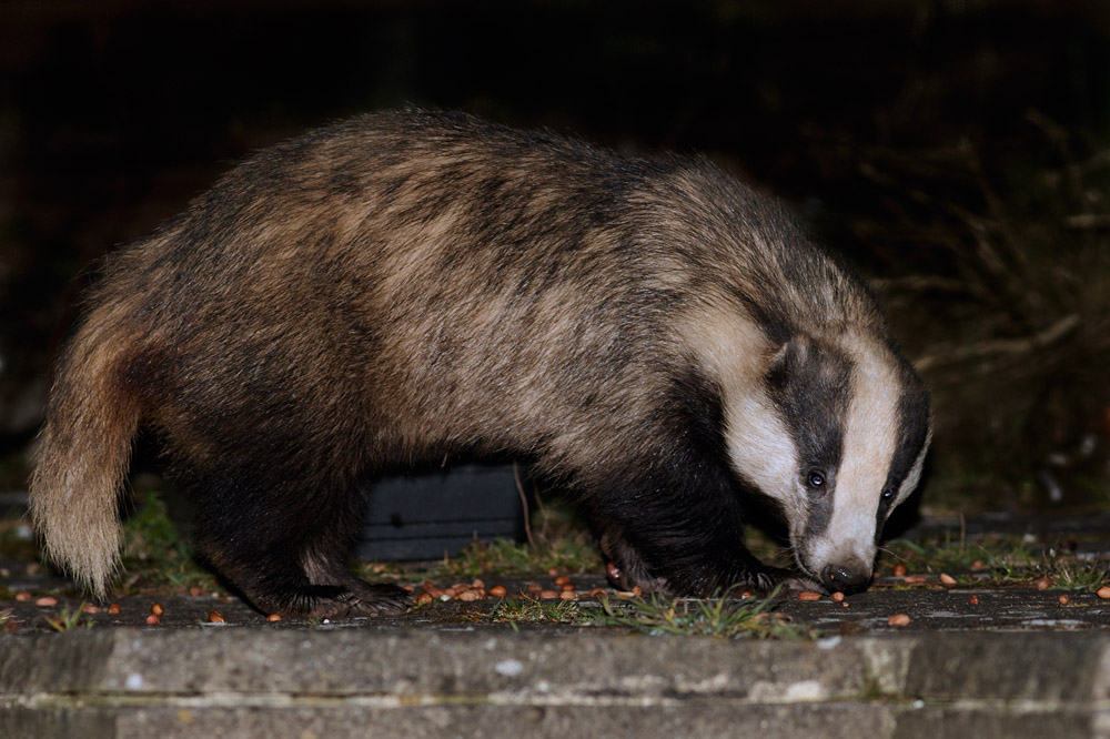 0504163103160655.jpg - Badger in the garden