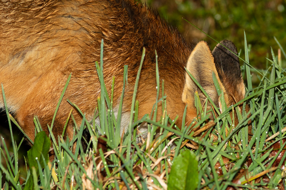 0504180204180360.jpg - Pretty Vixen keeping her head down