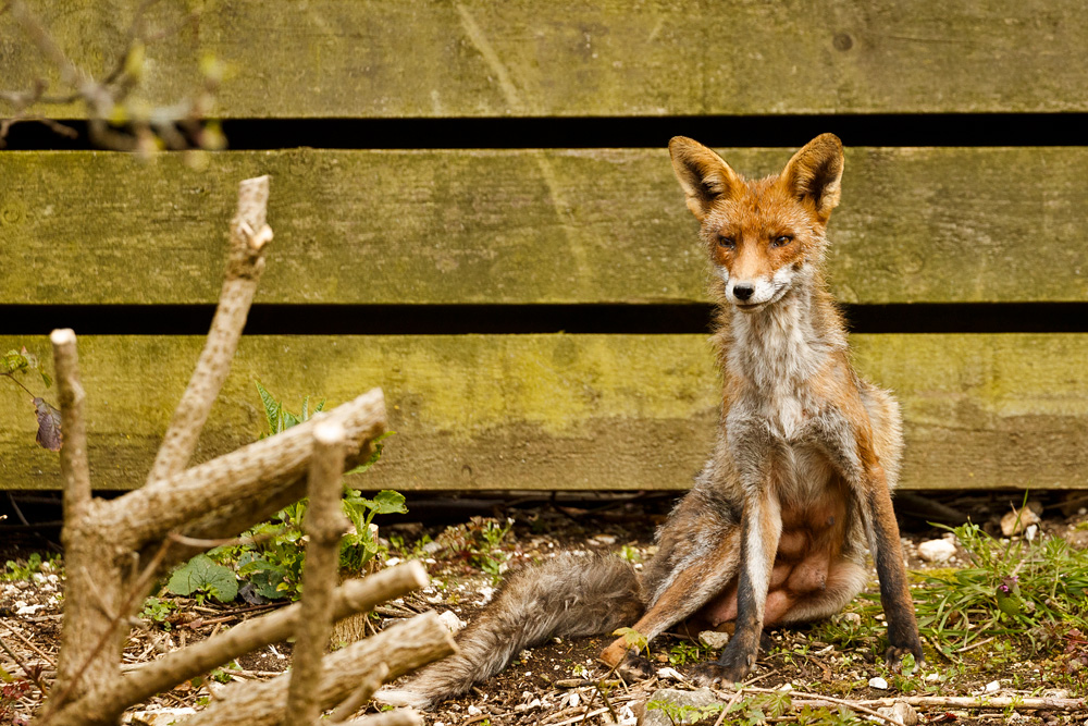 0504190504190957.jpg - Wolfy sitting by wooden fence