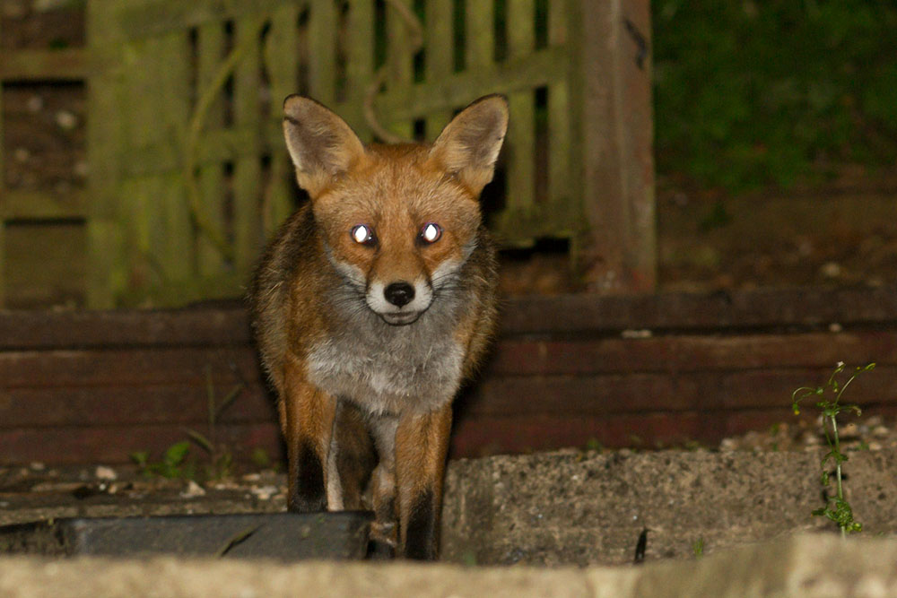 0506140306141950.jpg - Fox with nicked ear in garden