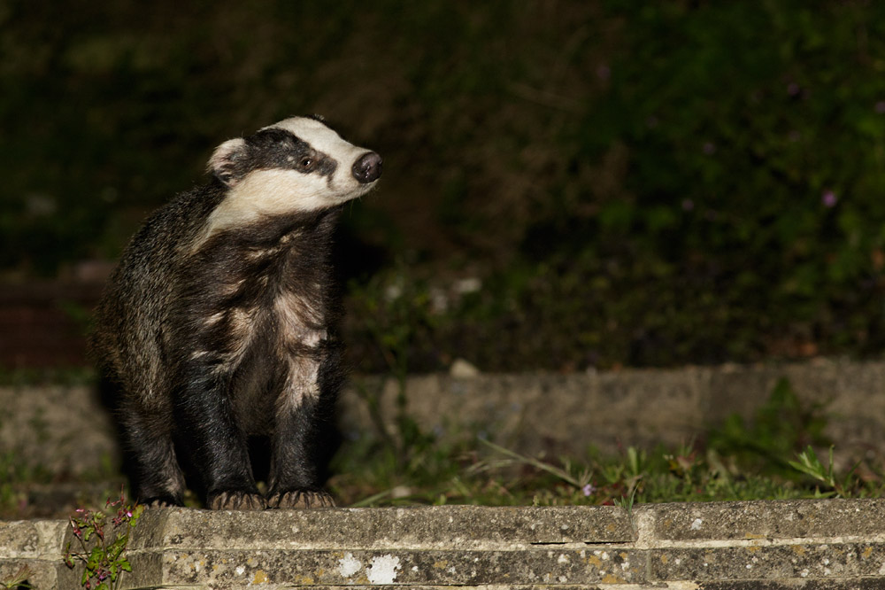 0506152805157038.jpg - Badger at rear of garden