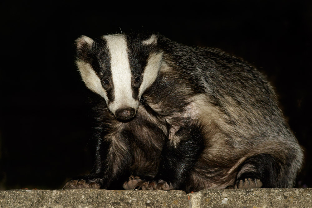 0508153007150708.jpg - Badger in garden