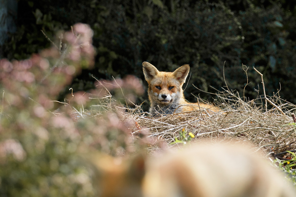 0508170508176290.jpg - The parent Dog Fox and little dog fox