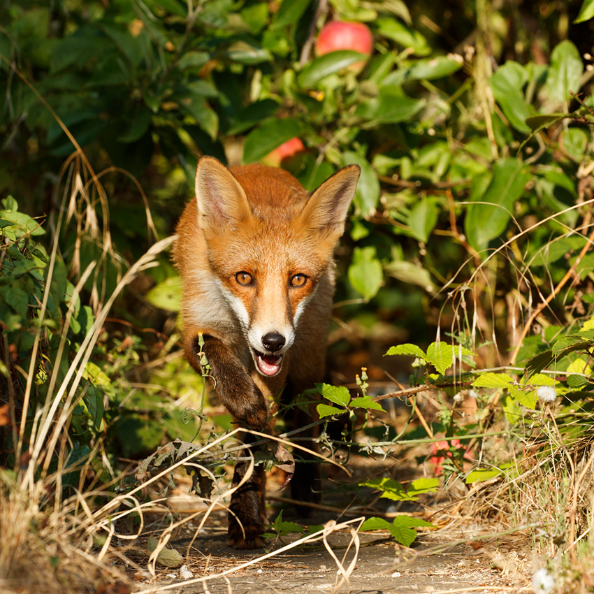 0508180408184284.jpg - Portrait of a young fox (Long Nose)