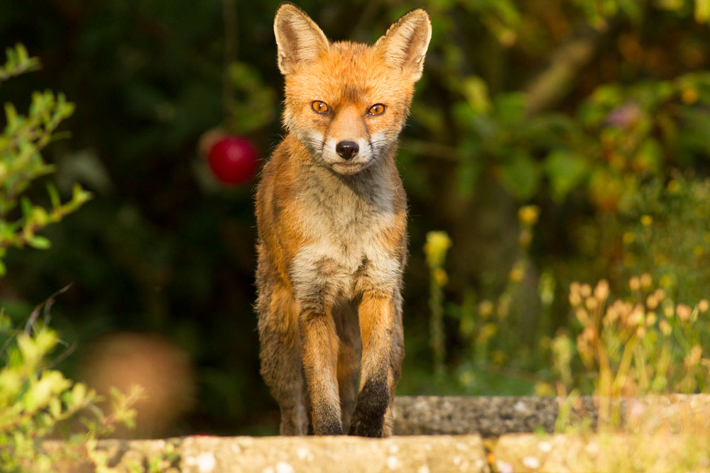 0509142608148241.jpg - Male fox with some signs of poor coat (mange?) in garden on sunny evening.