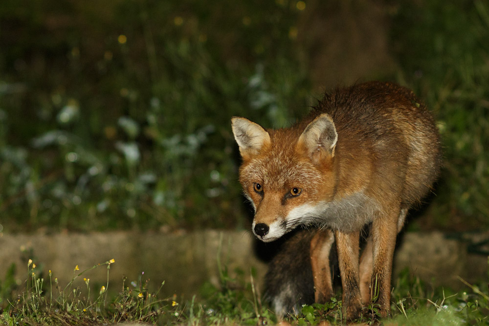 0509160509162442.jpg - Fox in garden