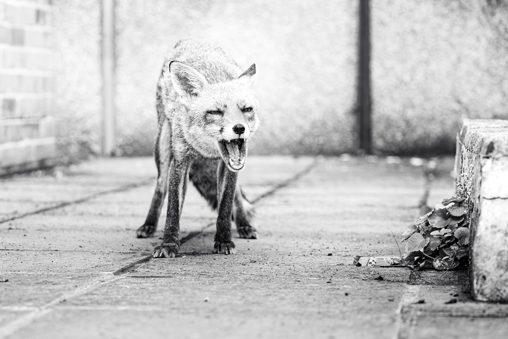 0509220509227389.jpg - Portrait of Lopa the vixen (line)