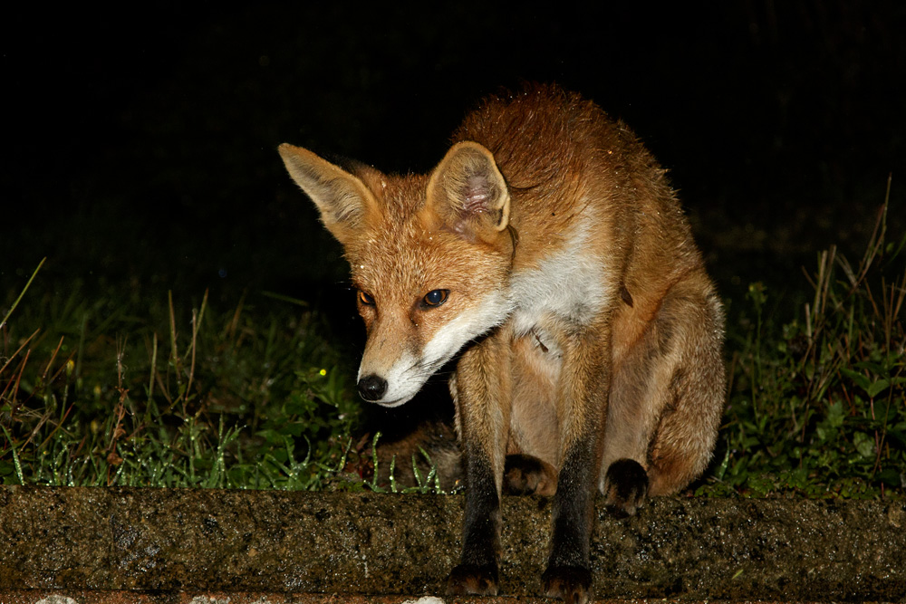 0510172709178434.jpg - Pretty vixen on a wet night